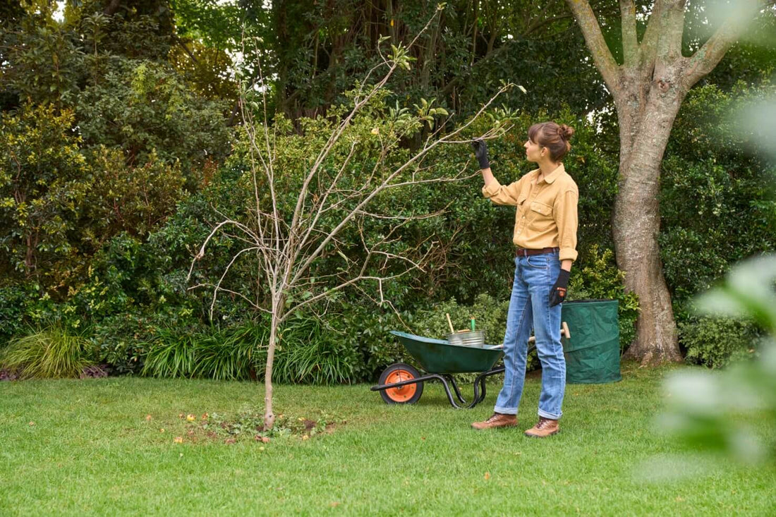 Cómo podar árboles frutales y mejorar su producción.