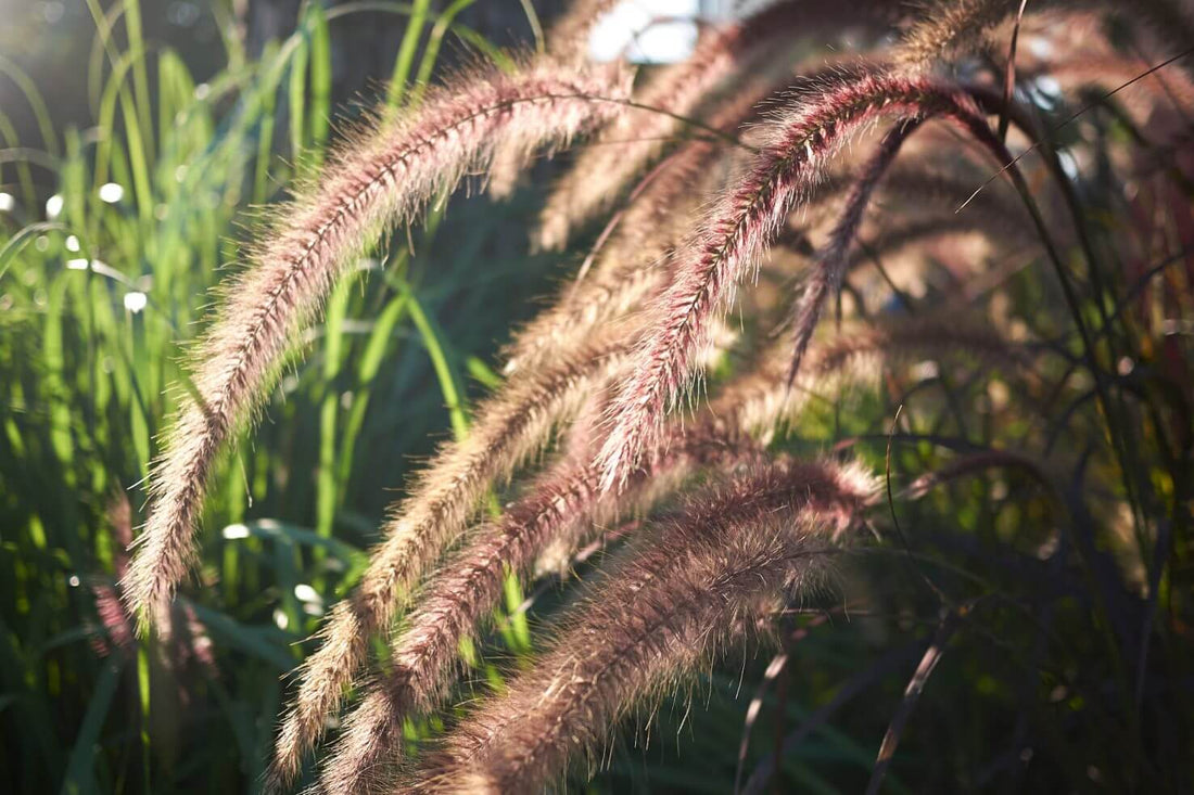 Plantas herbáceas para el jardín: las mejores variedades