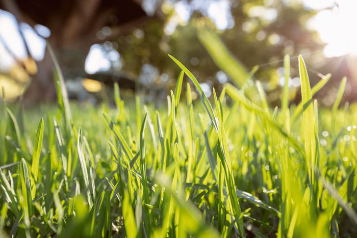 Cómo poner césped natural fácilmente: un espacio verde lleno de luz