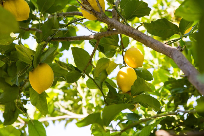 Cómo podar un limonero