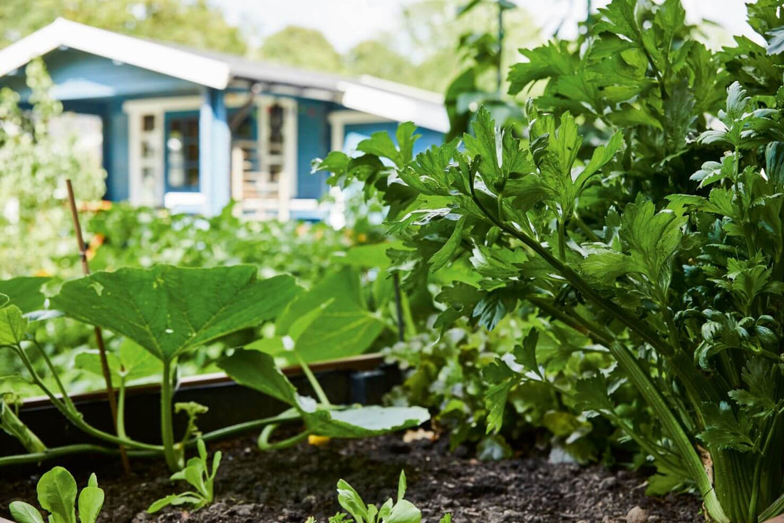 Crear y diseñar un parterre en el jardín: cómo hacer tu nuevo parterre