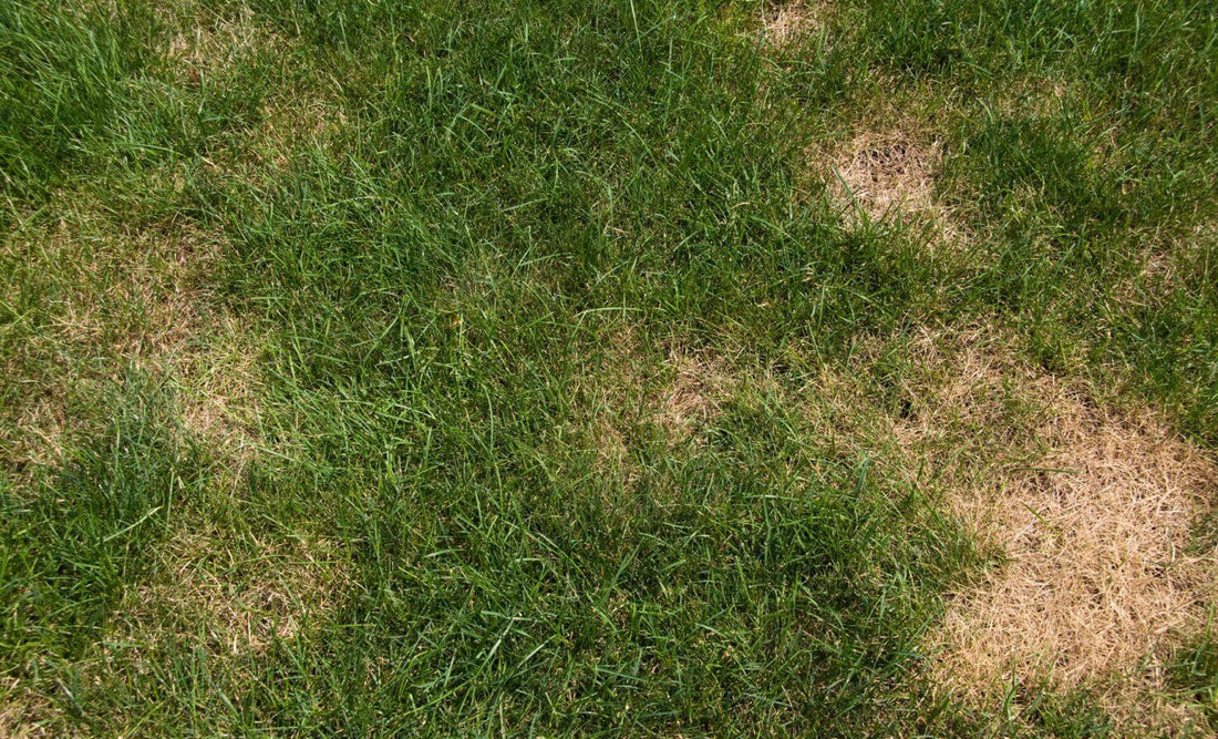 ¿Estás cansado del mal aspecto de tu jardín y quieres saber cómo renovar el césped?