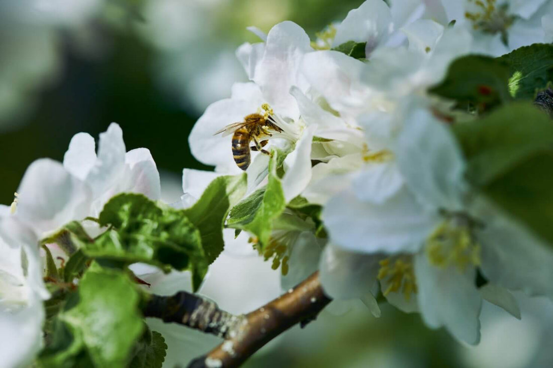 Cómo atraer abejas a tu jardín y crear un hábitat adecuado
