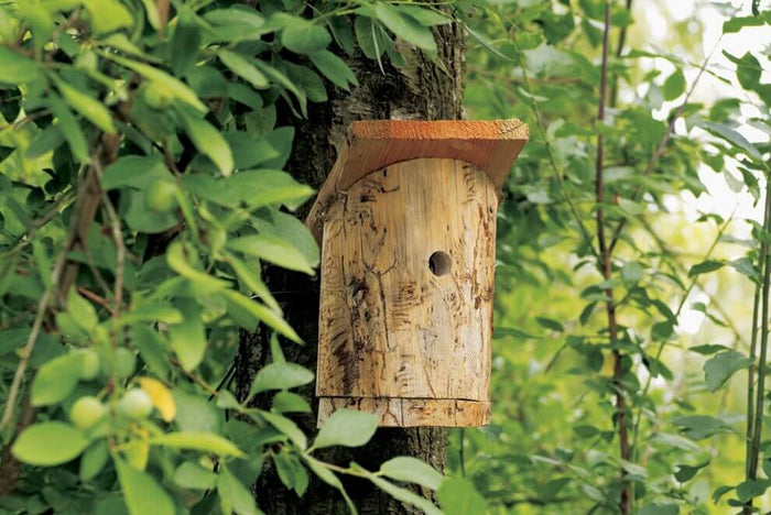 Diseña y aprende cómo hacer una casita de pájaros DIY