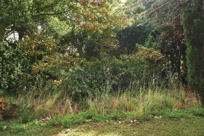 Arreglar un jardín abandonado