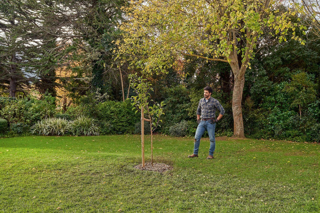 Plantar árboles: cómo y cuándo hacerlo