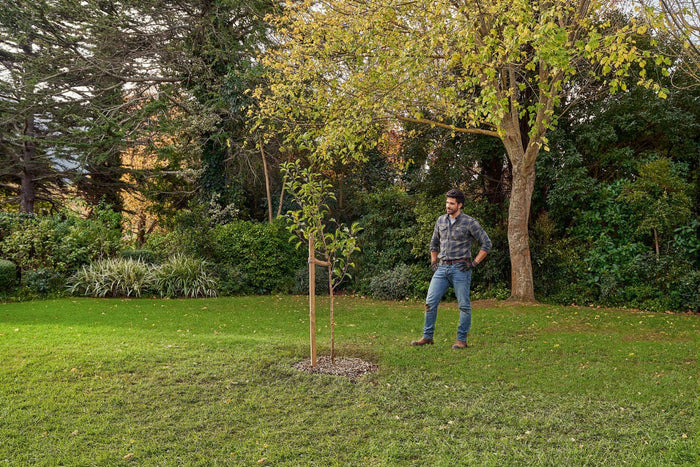 Plantar árboles: cómo y cuándo hacerlo