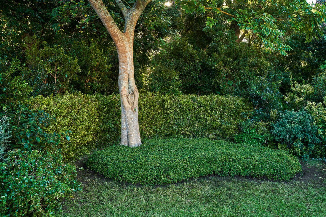 Plantar y cuidar cubresuelos y plantas tapizantes