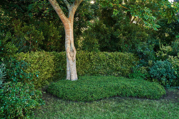 Plantar y cuidar cubresuelos y plantas tapizantes