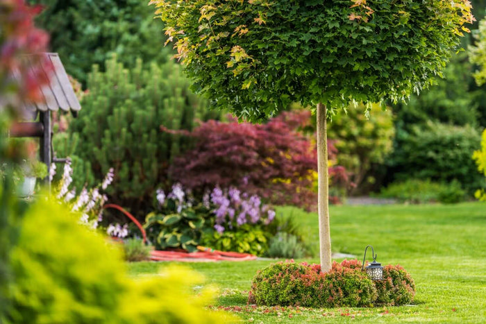 Árboles para jardines pequeños