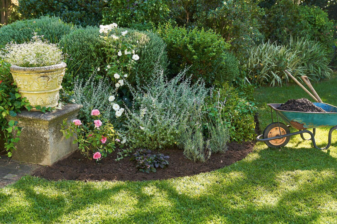 Plantas de exterior que necesitan poca agua