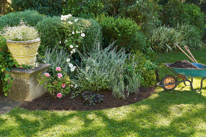 Plantas de exterior que necesitan poca agua