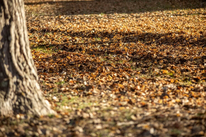 El jardín en otoño